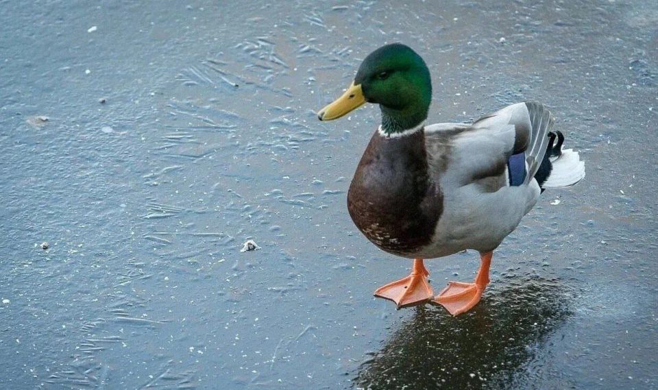 В Республике сократилось количество зимующей утки-кряквы