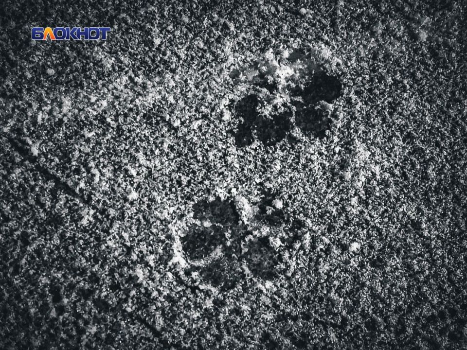 ������ ����������� � ������� �������� � ��� �������� ���