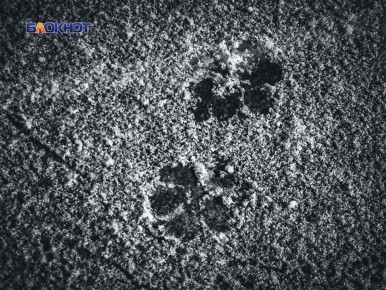 ������ ����������� � ������� �������� � ��� �������� ���