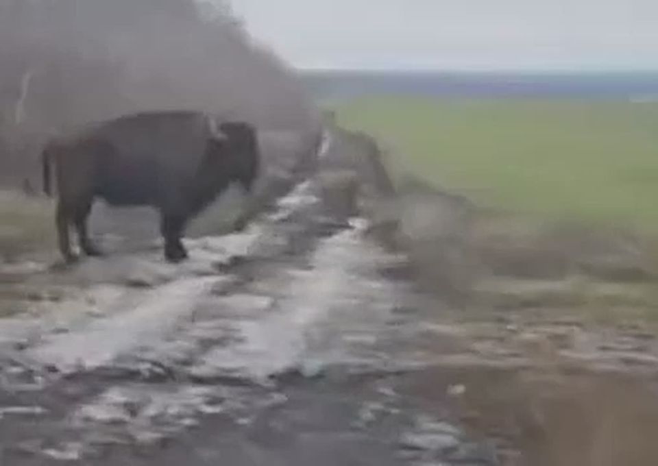 Живут лучше, чем в привычной среде: замеченный в ДНР зубр оказался американским бизоном