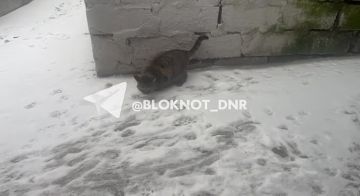 ���� ������� �������� ����� � �������