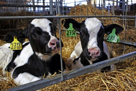 Пять предприятий ДНР включены в государственный племенной регистр: Минсельхоз РФ утвердил новый перечень организаций