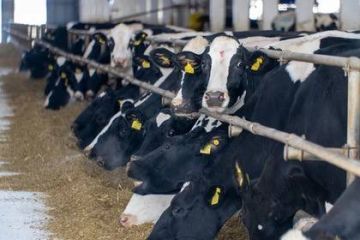 ���� ����������� �� ��� �������� � ��������������� ��������� �������