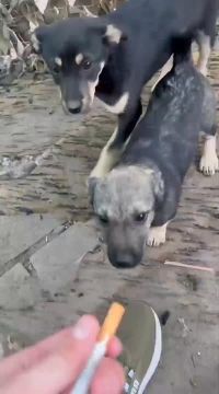 ������ ����, ����������� �������!