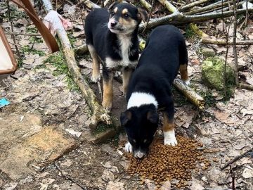 ���� ���� �������� �����: ��������-��������� ������������ ����� �� ������� ������������ ����