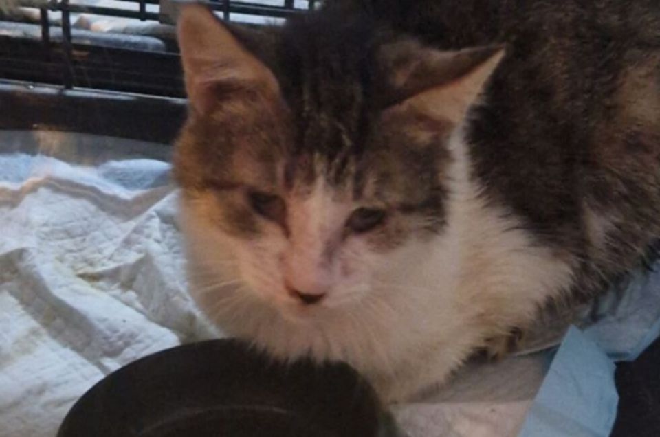 Донецкие зоозащитники спасли кошек из антисанитарного «приюта» в ЛНР