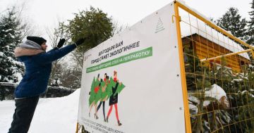 «Ёлочный круговорот»: в ДНР стартует акция по сбору новогодних деревьев