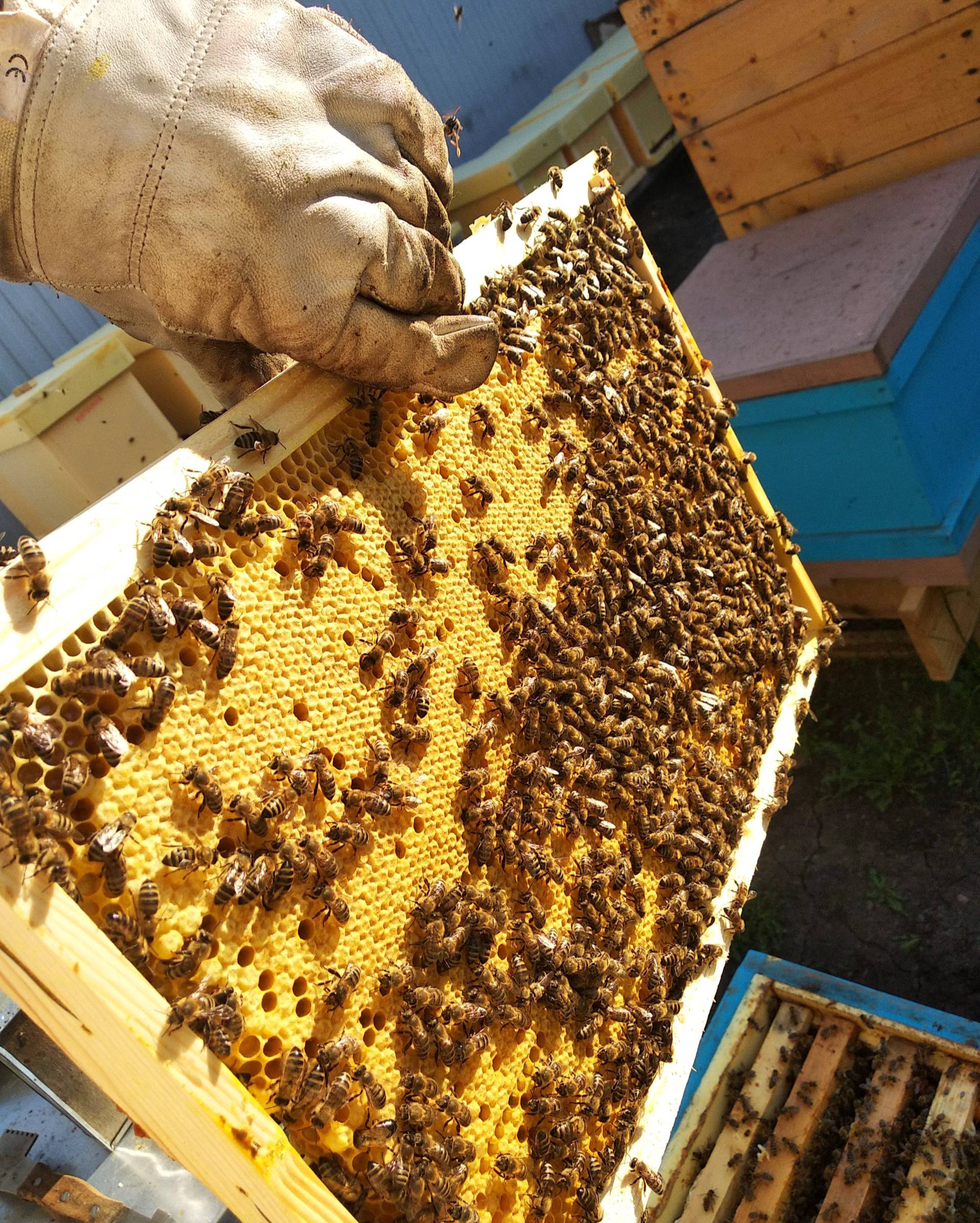 Пакетное пчеловодство в ДНР рассматривают как новое направление развития аграрной отрасли