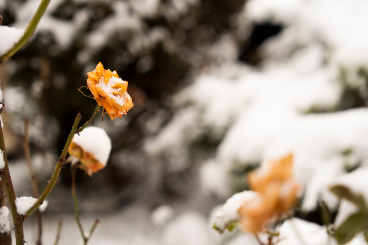 Погода на новых территориях России