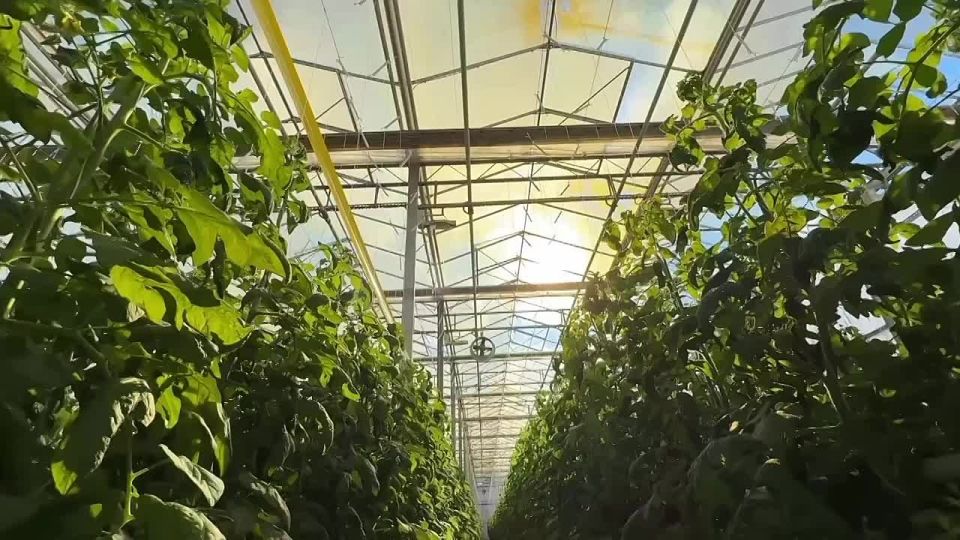 В агропромышленном комплексе Донецкой Народной Республики продолжается реализация шести инвестиционных проектов