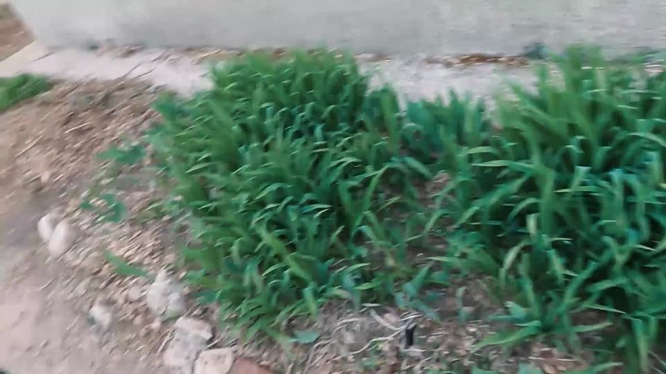 ��� ���������� ���� �����������, ������������� ������ � ����� ���������� ��� � 14 ����� �������� ������