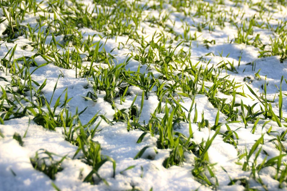 Артем Крамаренко: Получил аналитическую записку от руководителя Донецкого филиала «Россельхозцентра» о состоянии озимых культур и особенностях их перезимовки в текущих погодных условиях