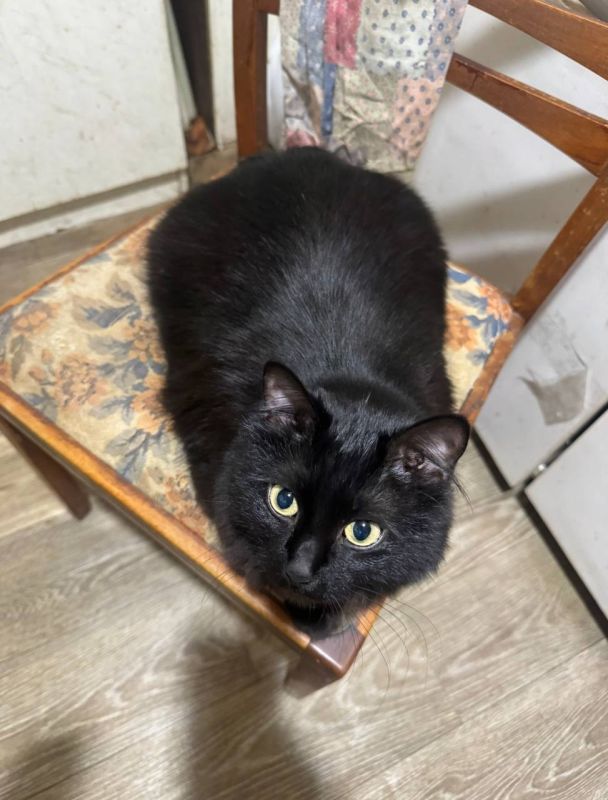 Черную «Чучу» разыскивают в Донецке