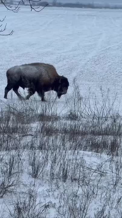 Бизоны возле Саур-Могилы. ПОДПИСАТЬСЯ