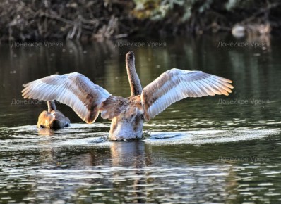 Человек для птицы – друг: журналист “Родного Приазовья” помог спасти молодого лебедя
