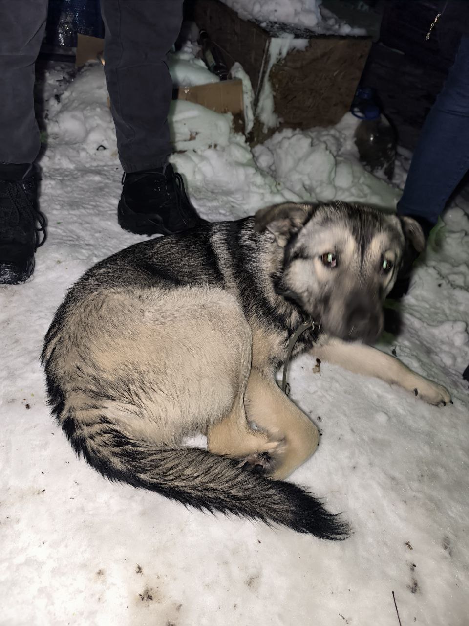 Нам пишут:. Чья потеряшка