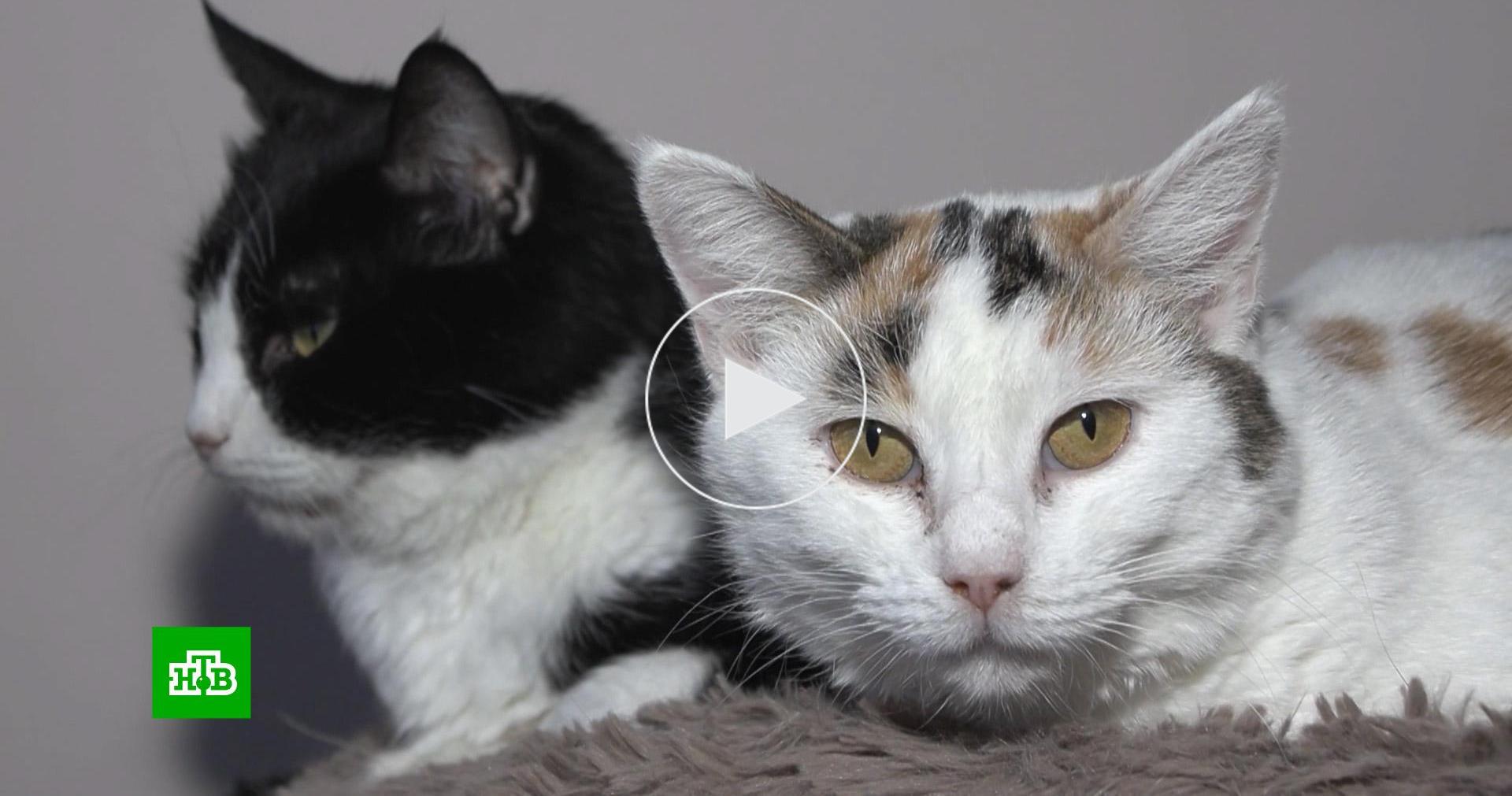 Тысячи спасенных жизней: волонтеры эвакуируют животных из зоны СВО