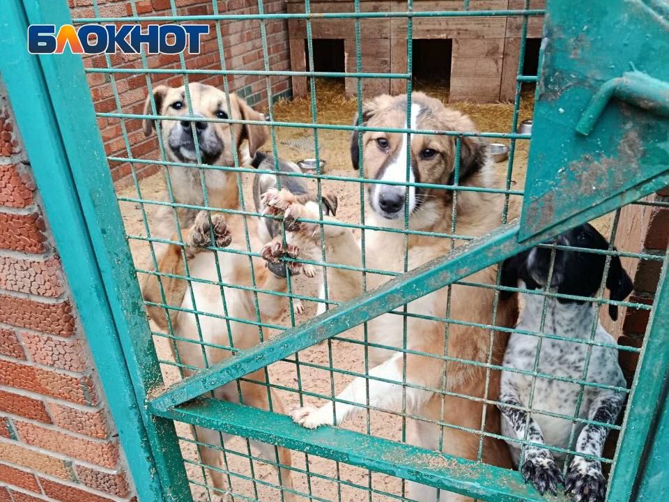 «Ледяная вода и щели в будках»: директор донецкого приюта «Животные в городе» ответил на обвинения в соцсетях