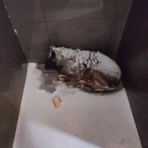 ����� ����� ������� �������, ������� ����� ��������� ������ �� ������