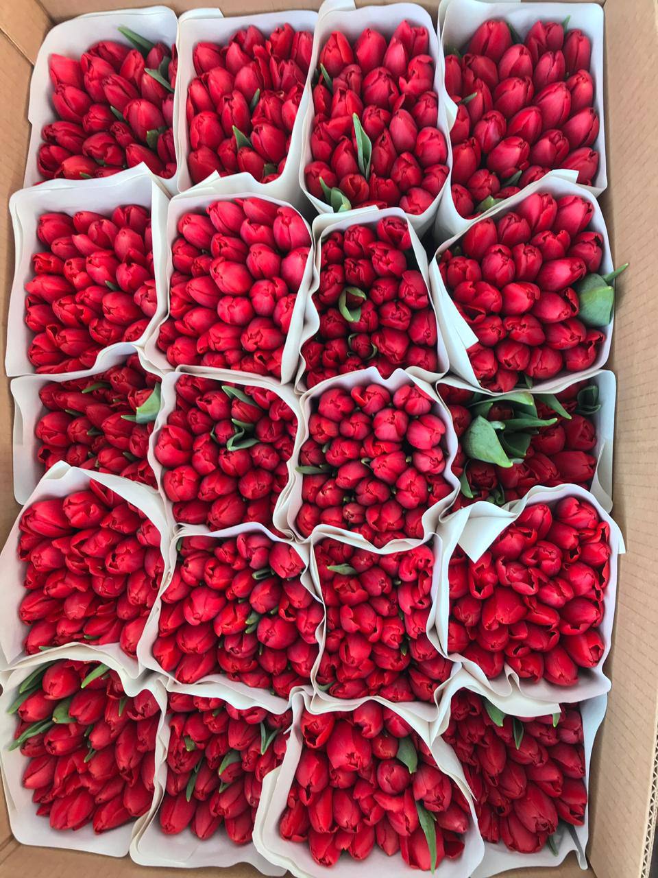 Тюльпаны оптом и в розницу Донецк