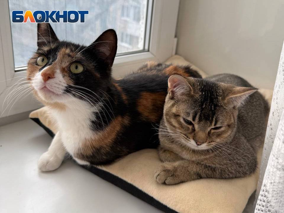 4,5 тысяч рублей приходится платить за содержание животных в РФ