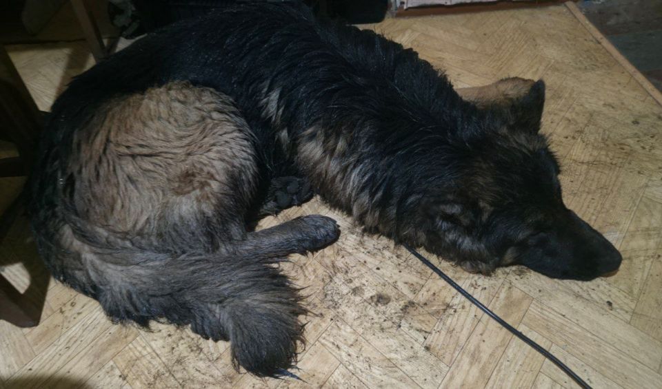 Андрей Филатов: Пёсель. Башка с ведро у него