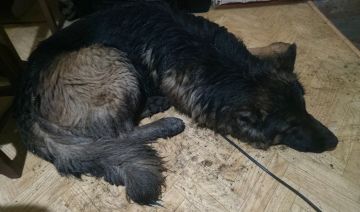 Андрей Филатов: Пёсель. Башка с ведро у него