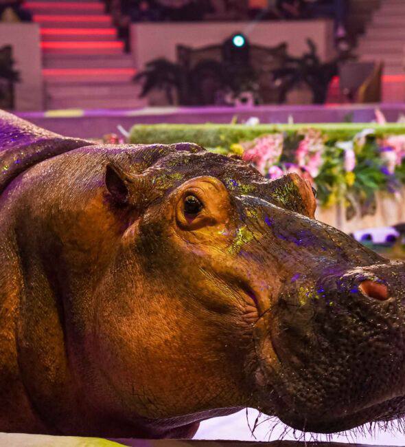 Более 15 тысяч зрителей посмотрели цирковое представление «Тропик шоу» в Донецке