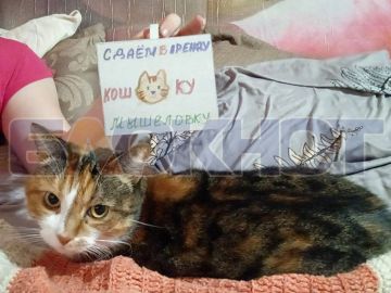 Сегодня День кошек, а потому мы принесли вам порцию этих самых кошек!