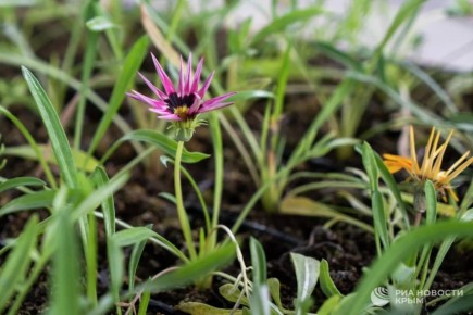 Погода на новых территориях России