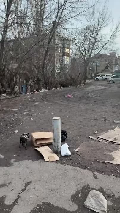 Жители улицы Димитрова в Макеевке жалуются на заваленный мусором двор и поваленные деревья