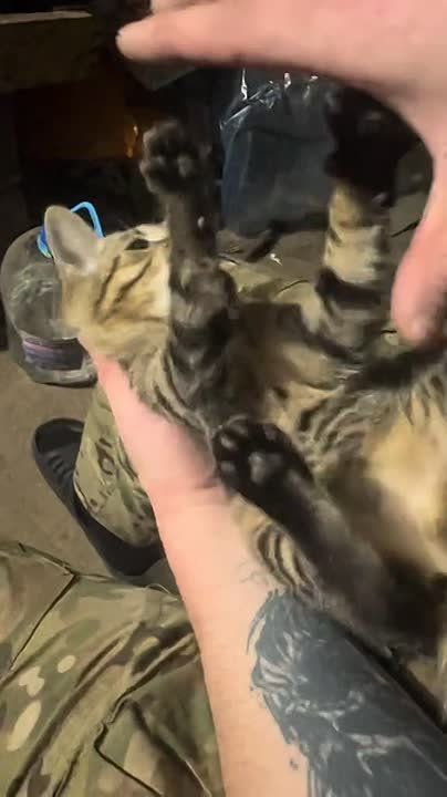 ����������� ����. ������ ����, �������! �����������