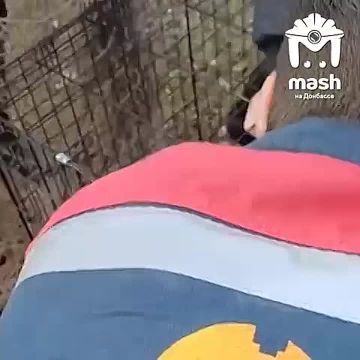 Волонтеры ДНР спасли и отвезли к ветеринару раненую обстрелом собаку в Зуевке