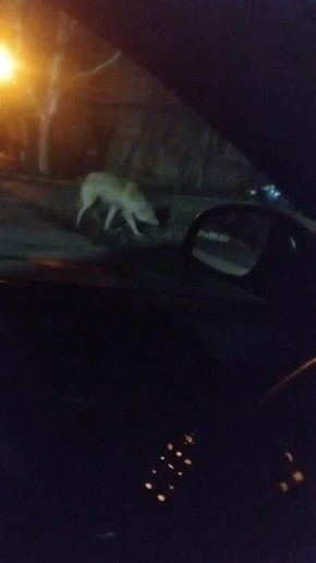 ����� ���� ���������� ���� ����� �� �������