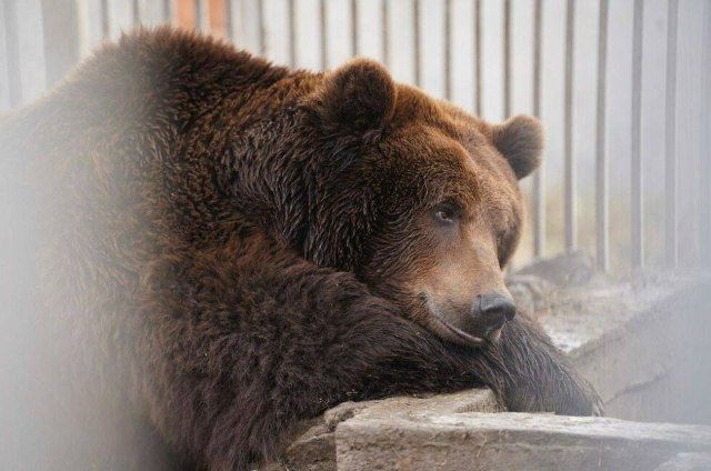 � ������������� �������� ����� ��� ��������� �������