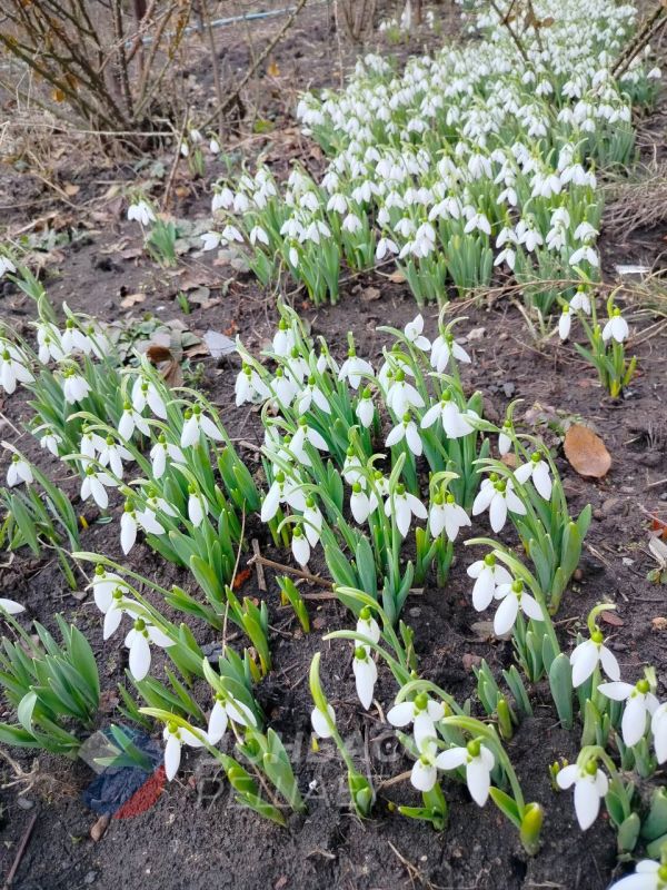 � �������� ����������� ����� ������ ��������