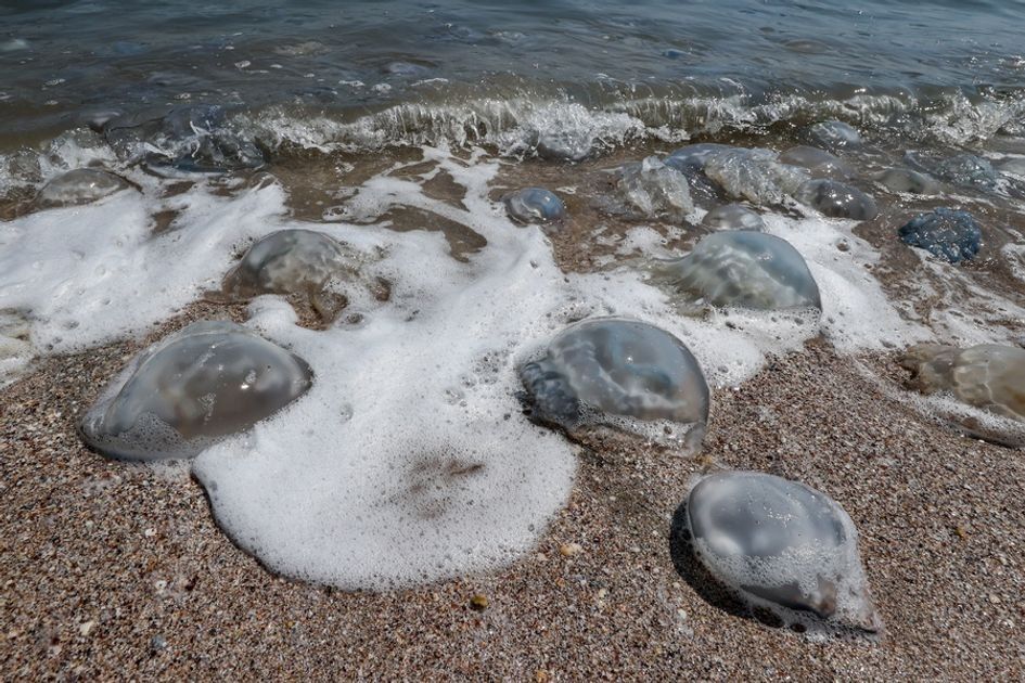 ������ � �������� ���� ���������� ������� ������ ������� ������