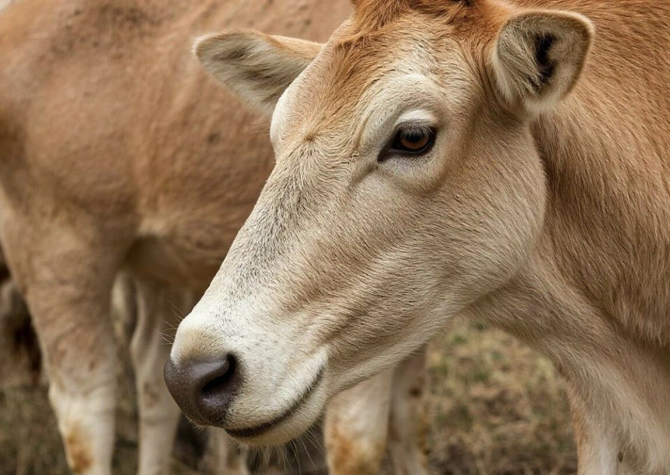 Иван Адамец: Ящур- острая вирусная болезнь парнокопытных (крупный рогатый скот, свиньи, овцы, козы)