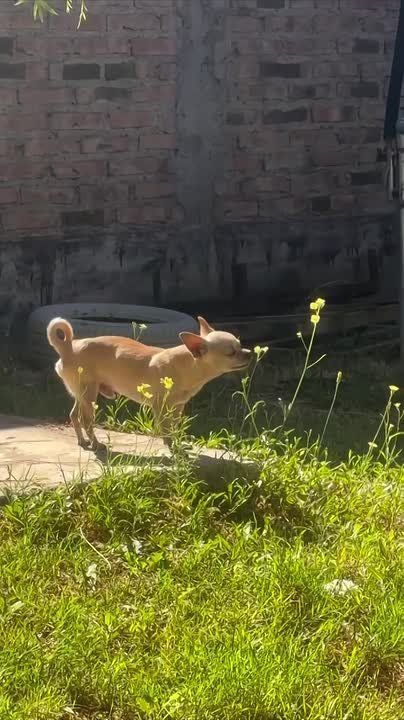 ���������� ���� ��������� ���