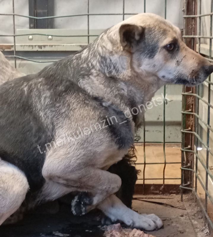 Мэр Донецка Кулемзин сообщил, что сотрудники предприятия «Животные в городе» за неделю отловили 85 животных, стерилизовали и вакцинировали 60 собак