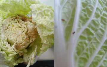 ��������������� �� ��ب� ��������� � ���������� �������