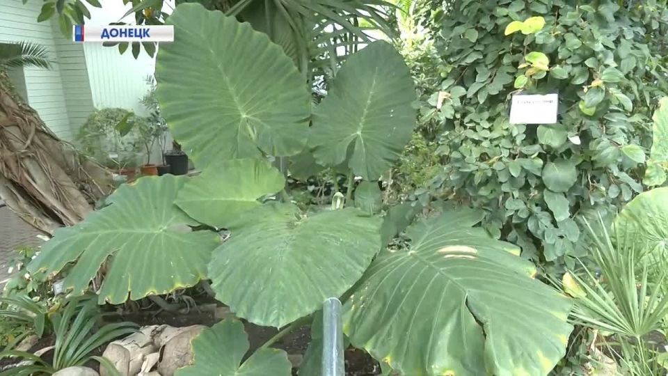 Хочу поделиться прекрасным сюжетом Первого республиканского канала, чтобы вы смогли вновь окунуться в атмосферу Донецкого Ботанического сада