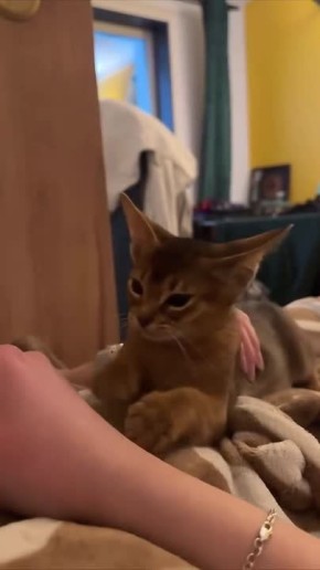 ���� �� �� ����� �������, ���� ������: