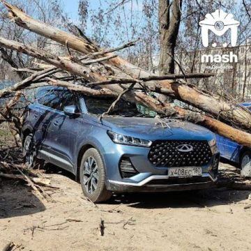 Ветер второй день валит деревья в Донецке и Мариуполе