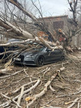 Дерево раздавило ауди около 16 больнице в Донецке
