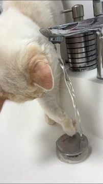 �� �����, ������ ���� �� ������� �� ������