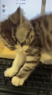 ����� ���������� - ������� �������