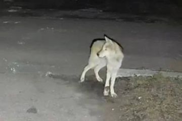 ����� ��� �������� ���Ի ����� ������������ � �����, ������������ �� ��������� � �������