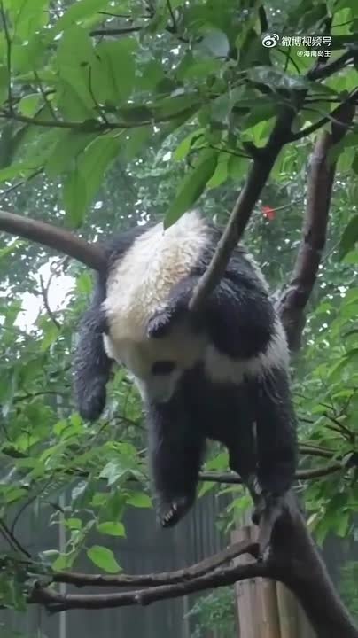 Настал четверг, погода с планами не определилась, теперь грустит: