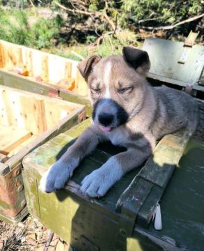 Доброе утро, Донецк!. С детства уже помогает на фронте Прогноз погоды на 26.03.2026 Донецкая Народная Республика: